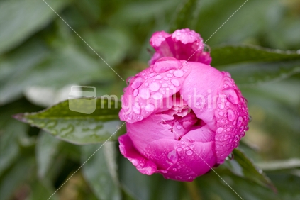Bright pink Camelia bud covered in raindrops