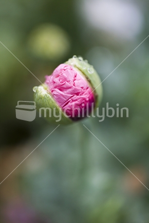 Closeup of a pink Poppy about to open