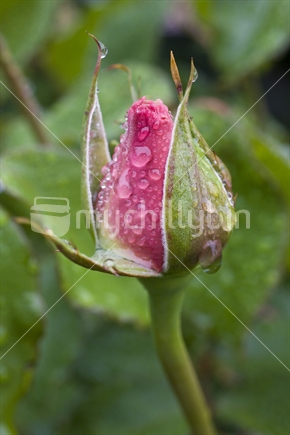 Closeup of a delicate pink rose bud covered in rain drops