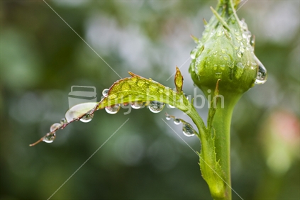 Closeup of a delicate rosebud covered in rain drops