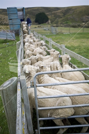 Shorn sheep being herded along a race into a truck 