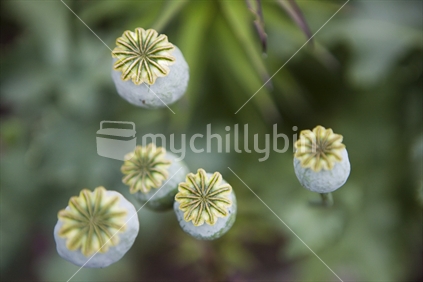 Close up of Poppy buds in a garden