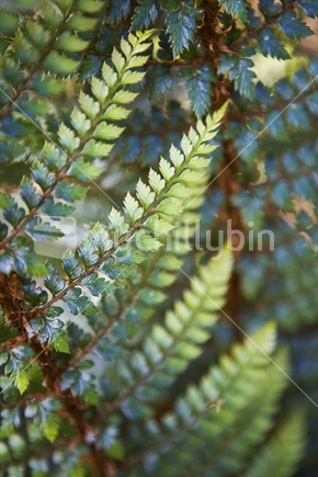 Two tone delicate fern fronds