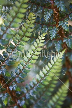 Two tone delicate fern fronds