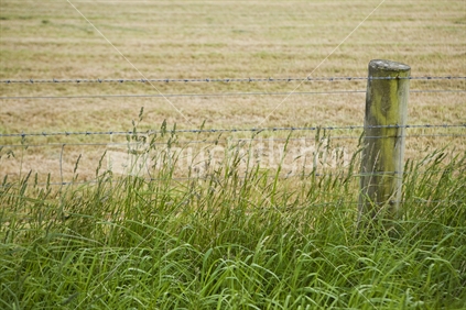 Fence line separating overgrown grass from a cleared paddock