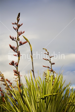 Flax in bloom reaching for the sky