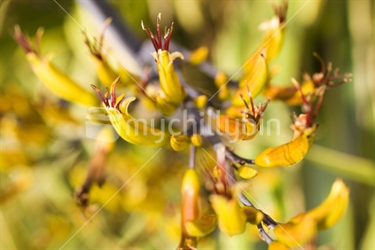 Closeup of yellow flax flowers 