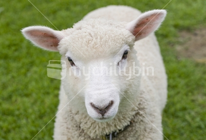 A pet sheep looking up at the camera