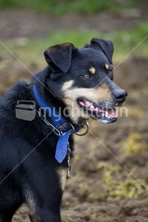 A farm dog panting while it waits for its owner