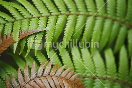 Close up green & brown ferns