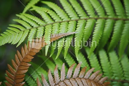 Close up green & brown ferns