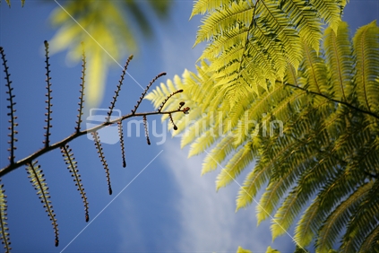 Looking up at blue sky though fern fronds