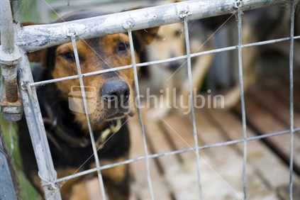 A sheep dog peering out of a locked kennel