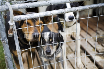 Sheep dogs peering out of a locked kennel