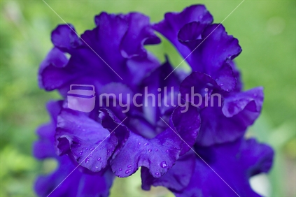 Closeup of a brilliant purple lily