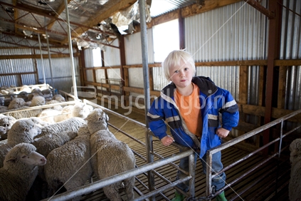 A young blonde boy acting up in a sheep pen
