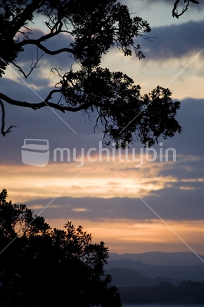 Sunset through pohutukawa trees on Waiheke Island, New Zealand