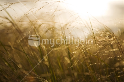 Looking into the late afternoon sun through long grass