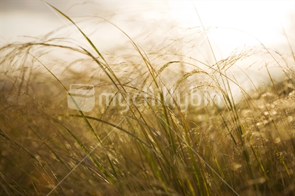Looking into the late afternoon sun through long grass