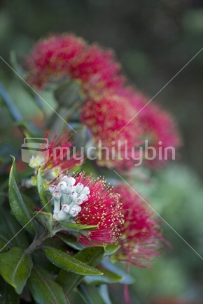 Close up of Pohutukawa in bloom