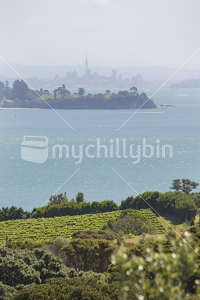 View of Auckland city from a Waiheke island vineyard in summer, New Zealand