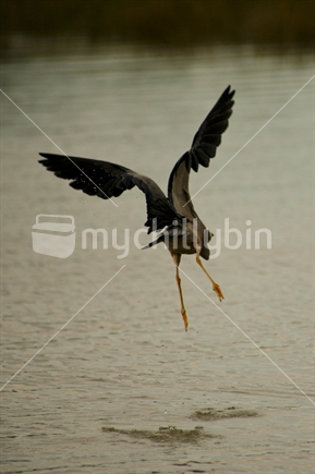 blue heron takes flight