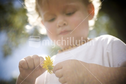 A young boy picking petals off a dandelion with sun flair around him