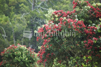 Pohutukawa trees in bloom, Auckland, New Zealand