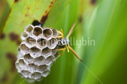 A paper wasp sits on its paper nest hidden in flax leaves