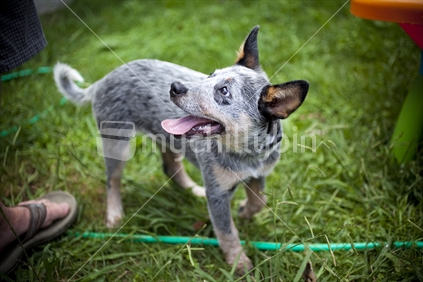 Playful young blue heeler pup 