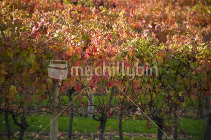 autumn vines