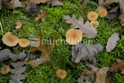 mushrooms and leaves