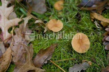 mushrooms and leaves