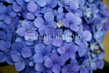 Purple hydrangeas