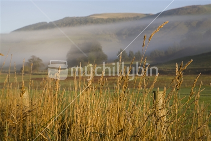 mist and grass