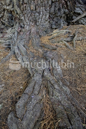 Macrocarpa roots