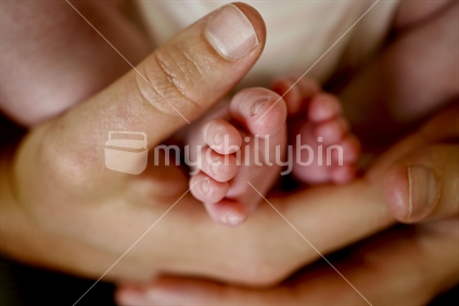 Mothers hands & babys feet