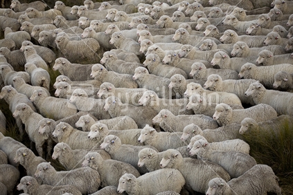 Mustering sheep