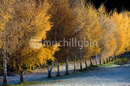 Silver Birch in late Autumn in Central Otago, South Island, New Zealand
