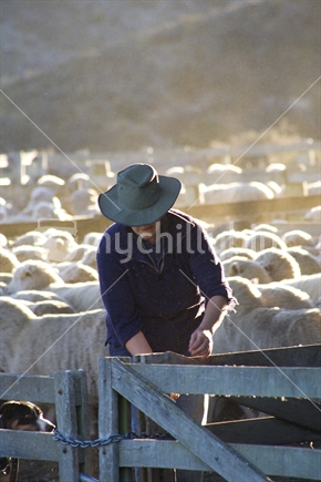 farmer fencing in sheep