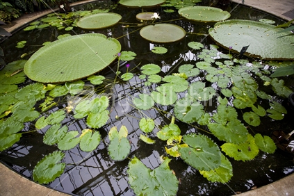 waterlily pads