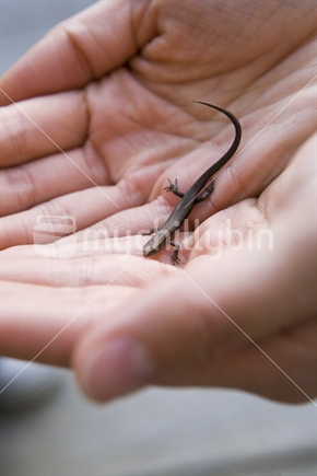 Lizard in hands