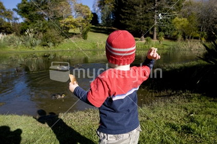 Young boy feeding ducks