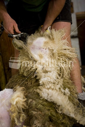 Farmer shearing sheep
