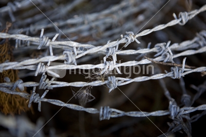 Coil of barbed wire