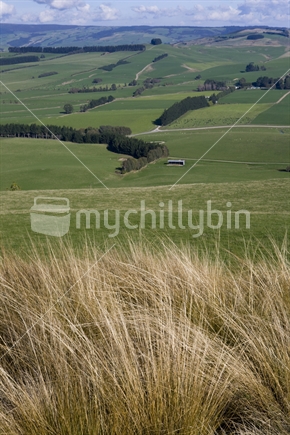 tussock and paddocks in Southland