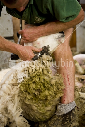 Farmer shearing a sheep