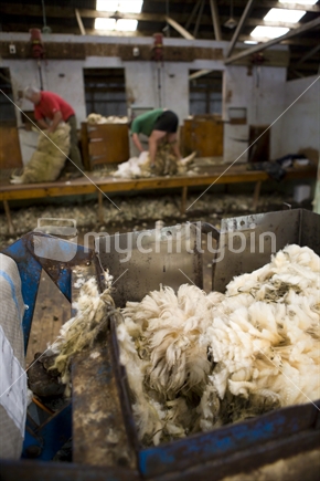 shearers in a woolshed