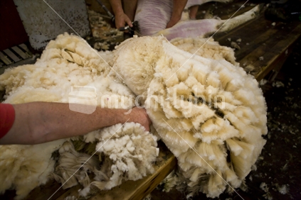 Farmers shearing a sheep