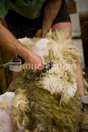Farmer shearing a sheep